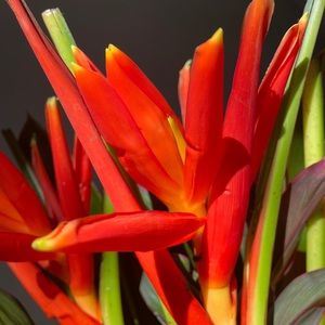 Meet your Posher, Nicholas